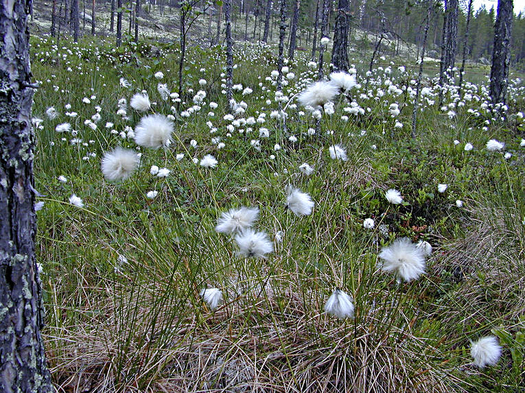 biotope, biotopes, bog soil, fleecy, forest land, hare's-tail cottongrass, mire, nature, pine forest, soft