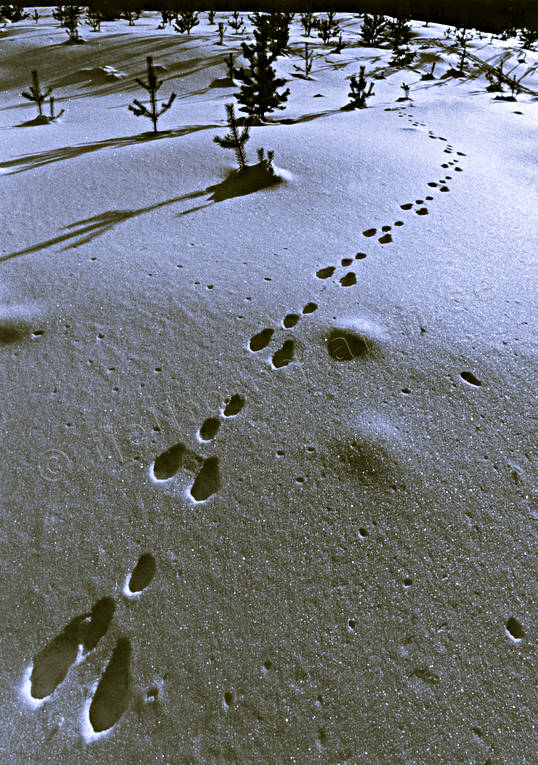 animals, black-and-white, hare, hare tracks, mammals, snow, snow tracks, tracks, winter