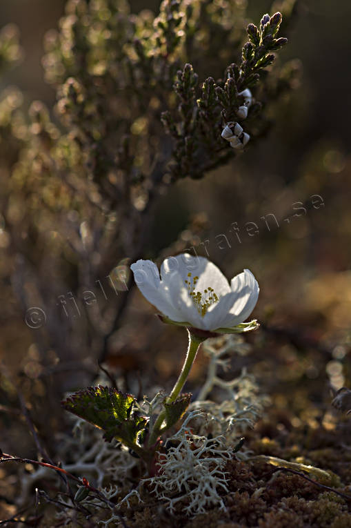 cloudberry bog, flourishing, flower, hjortronblom, hjortronblomma, mire, nature, white