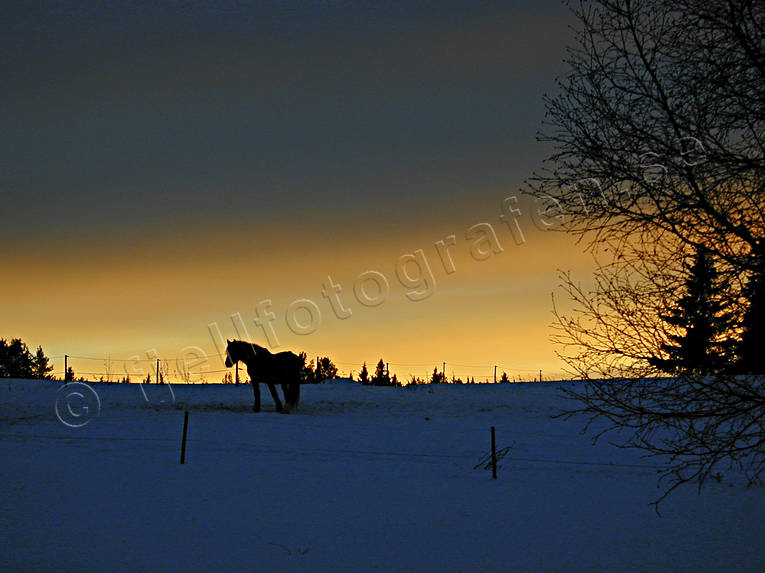 ambience, ambience pictures, atmosphere, christmas, christmas ambience, christmas card, christmas pictures image, dusk, evening, horse, season, seasons, sky, winter, winter's night, yellow