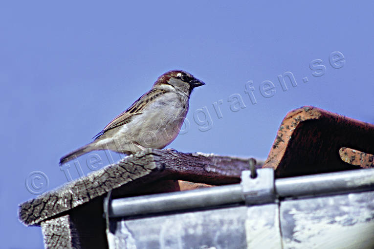 animals, bird, birds, house sparrow, housetop, rooftop, little bird, passeriform, passeriformes, sky, small birds, sparrow, sparrows, sglar