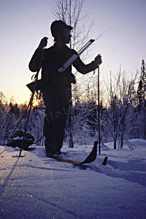 bird hunting, capercaillie, capercaillie hunting, capercaillie hunting, dawn, hunting, skidior, sled, sunrise, vinte