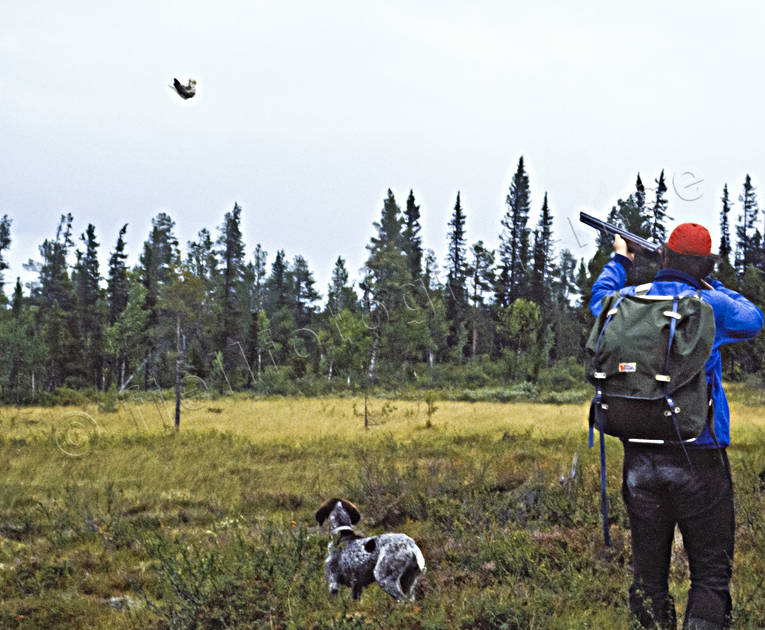 bird hunting, fjllakt, forest hunt, hunting, pointing dog, shoot, shot, skogsfgeljakt, white grouse hunt