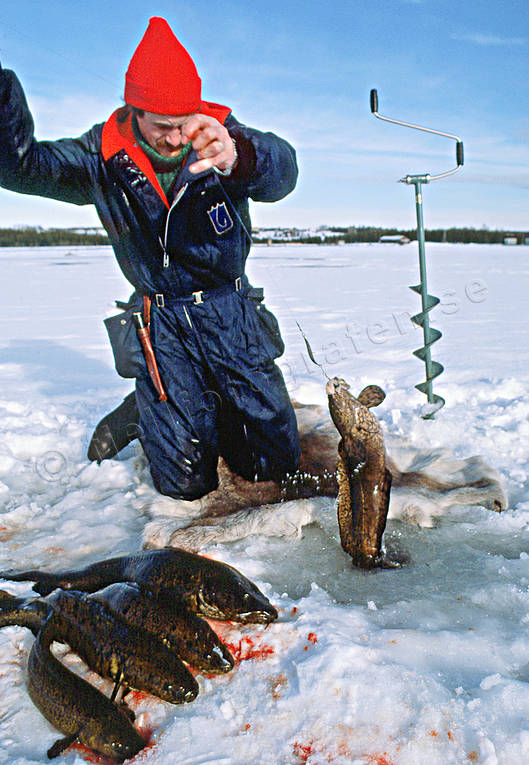 angling, burbot fishing, fishing, ice fishing, ice fishing, ice fishing, Kattstrupe lake, lake, winter fishing