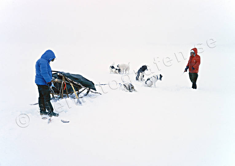 angling, char, char fishing, dogs, dogsled ride, Essand lake, fishing, fishing through ice, greenland dogs, ice fishing, ice fishing, light, sled dog, sled dogs, sledge dog, sledge dogs, sledge trip, snow, snow storm, storm, storm, stormy weather, white, wild-life, winter, ventyr