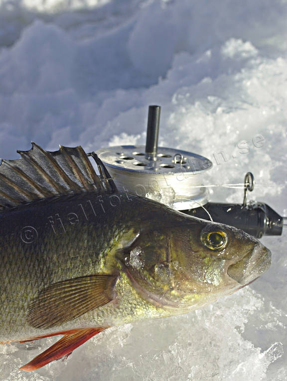 angling, fishing, fishing through ice, ice fishing, ice fishing, perch, perch fishing, winter fishing
