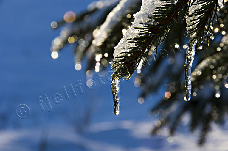 ambience, ambience pictures, atmosphere, christmas, christmas ambience, christmas card, christmas pictures image, season, seasons, spruce, spruce spray, winter, winter pictures