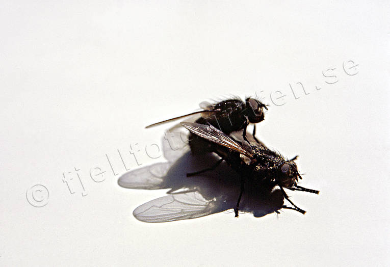 animals, copulation, flies, fly, housefly, insects, mating