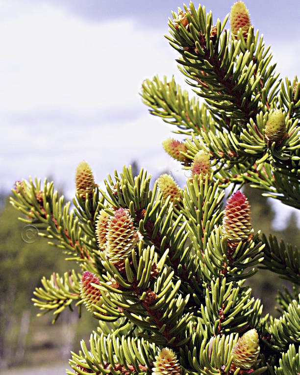 abies, biotope, biotopes, cones, fir-cones, forest land, forests, nature, spruce, woodland