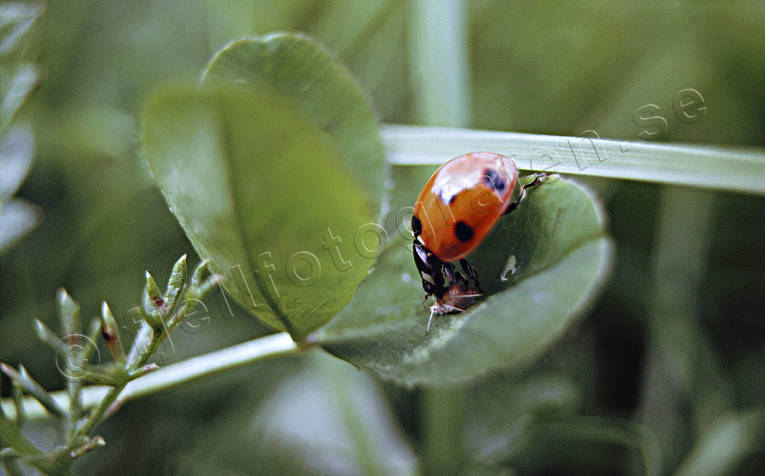 animals, green fly, aphis, aphid, insects, ladybird