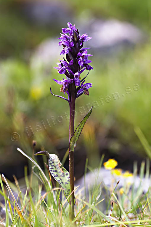 alpine flowers, biotope, biotopes, dactylorhiza lapponica, flowers, lapland marsh-orchid, mountain, mountain nature, mountains, nature, orchid, orchids, plants, herbs