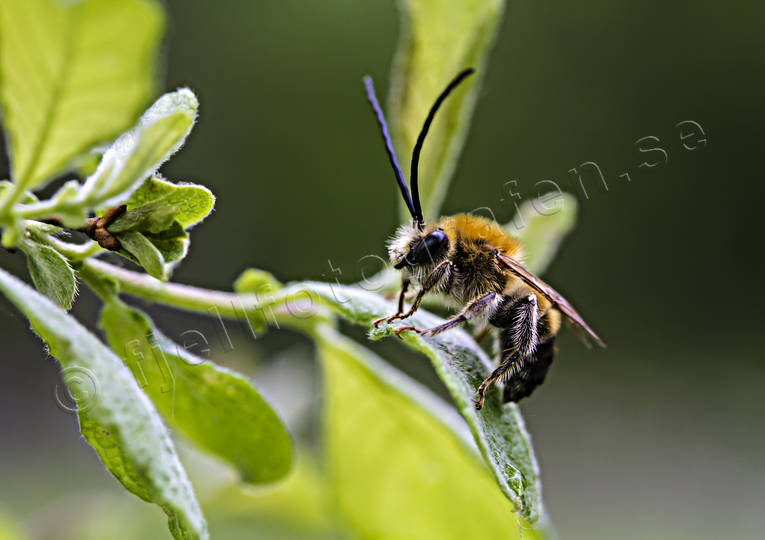 animals, bees, bi, Eucera longicornis, insects, lnghornsbi, solitra bin, summer
