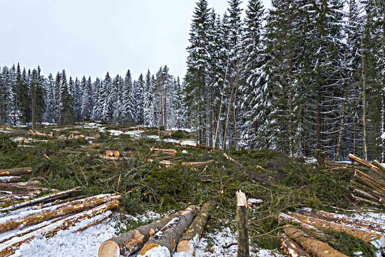 clear-felled area, cutting area, felling, forestry, nature, timber, timber logs, winter, woodland, work