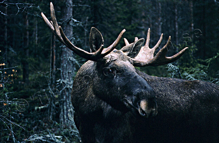 animals, bull, deer animals, hornkrona, krona, male moose, mammals, moose, moose, ox, thorns, lgoxe