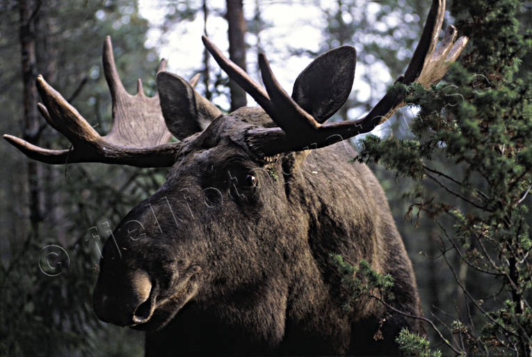 animals, bull, deer animals, forest, horn, antlers, hornkrona, king, krona, male moose, mammals, moose, moose, ox, thorns, woodland, lgkrona, lgoxe