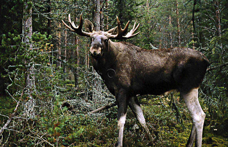 animals, bull, deer animals, male moose, mammals, moose, moose, ox, lgoxe