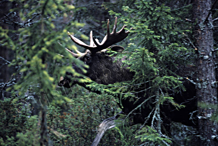animals, bull, deer animals, forest, horn, antlers, hornkrona, king, krona, male moose, mammals, moose, moose, ox, thorns, woodland, lgkrona, lgoxe