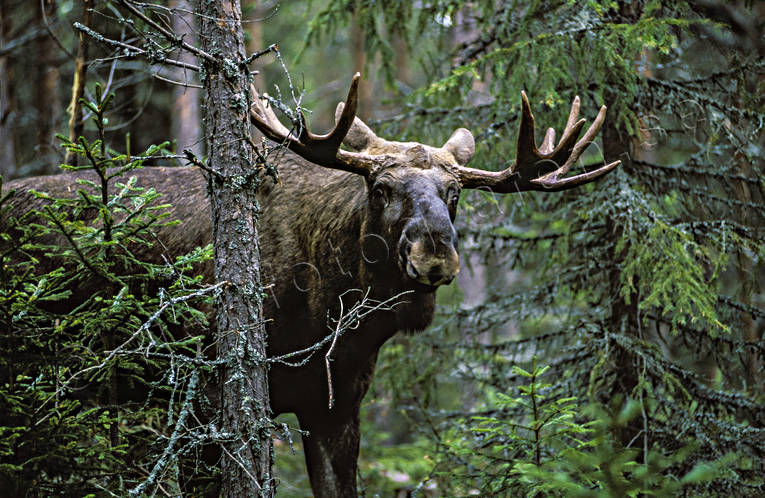 animals, bull, deer animals, horn, antlers, hornkrona, king, krona, male moose, mammals, moose, moose, ox, thorns, lgkrona, lgoxe