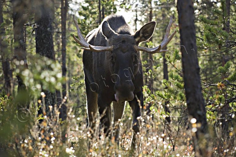 animals, bull, elk park, horn, antlers, male moose, mammals, moose, summer, lghorn, lgoxe