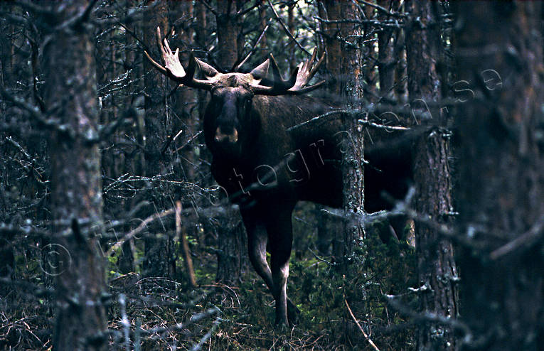 animals, bull, deer animals, horn, antlers, hornkrona, male moose, mammals, moose, moose, ox, thorns, lgoxe