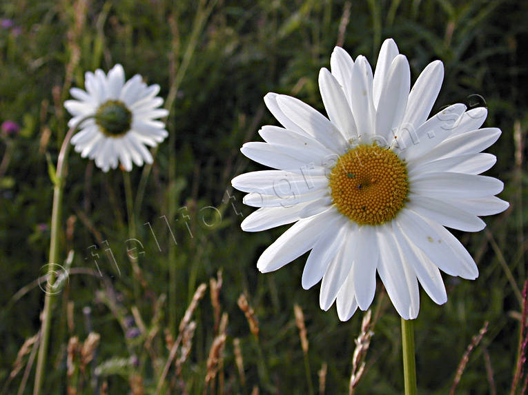 biotope, biotopes, flower, flowers, marguerite, marguerite, meadowland, meadows, nature, summer, ng