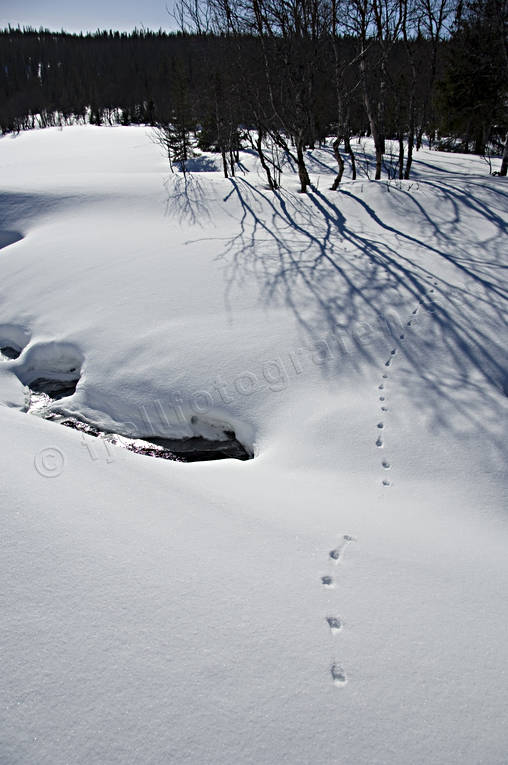 animals, mammals, mink, mink tracks, snow, tracks, winter