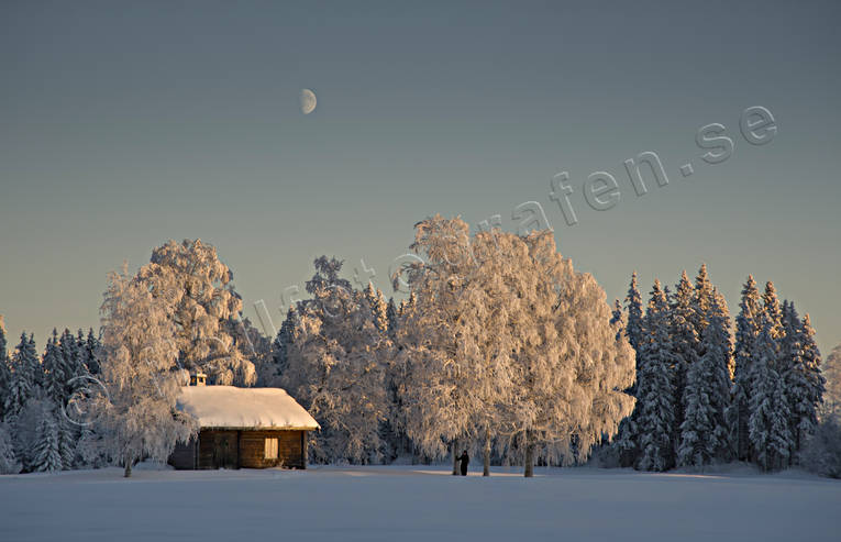 ambience, ambience pictures, atmosphere, birches, christmas ambience, cold, cold, cottage, frosty, frosty, moon, season, seasons, summer cottage, summer cottage, tree, winter