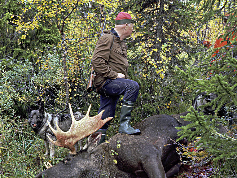 elkhound, hunting, hunting moose, moose, moose hunter, moose hunting, sixteen-tiner