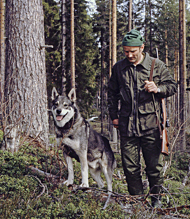 hunting, hunting moose, moose hunting, swedish moosehound