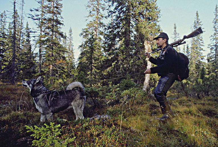 guide dog, hunting, hunting moose, moose hunting