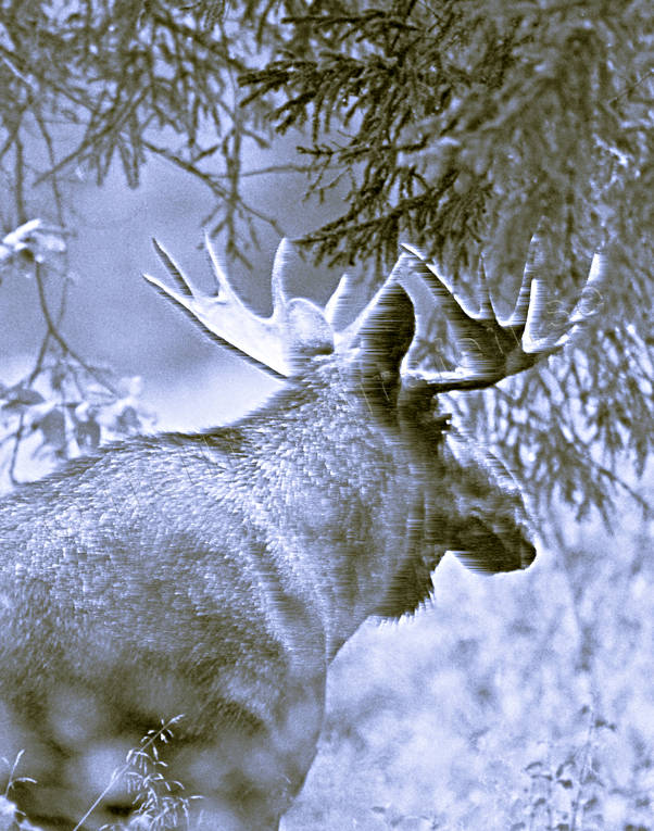 animals, black-and-white, bull, horn, antlers, hornkrona, krona, male moose, mammals, moose, moose, lgoxe