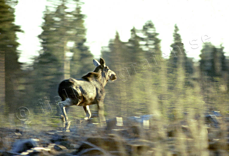 animals, last years elk calf, mammals, moose, moose, runs, runs, trot
