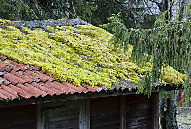 autumn, forest cabin, forest hut, moss, nature, old, roof, season, seasons, tidens gng, tidens tand, woodland, ldrande