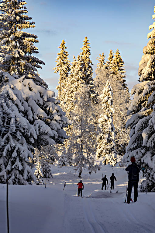heavy snow buildup, pines, season, seasons, ski touring, snow, spruce forest, winter, ventyr