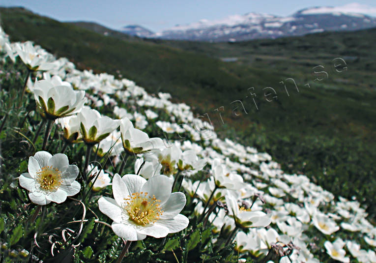 alpine flowers, biotope, biotopes, flowers, mountain, mountain avens, white dryad, mountains, nature, Padjelanta, plants, herbs