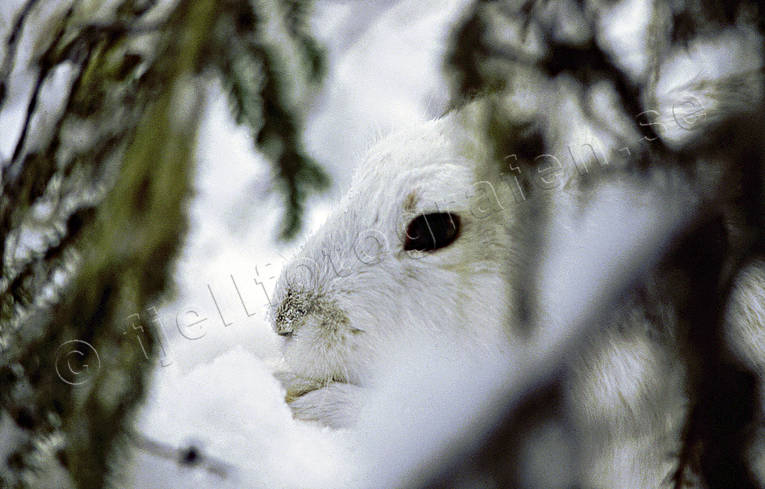 animals, burrow, burrowing, camouflage, gnawer, hare, hare, hide, mammals, mountain hare, winter