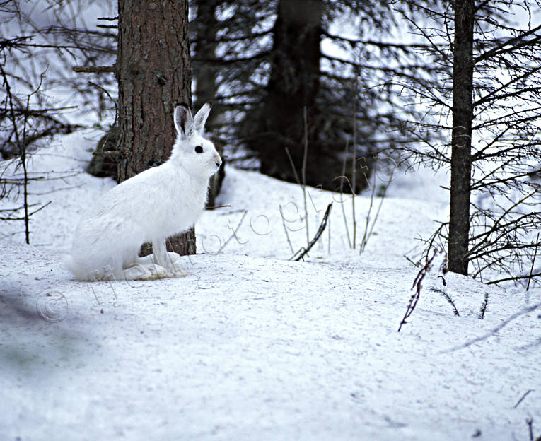 animals, hare, hare, mammals, mountain hare, snow, winter, woodland