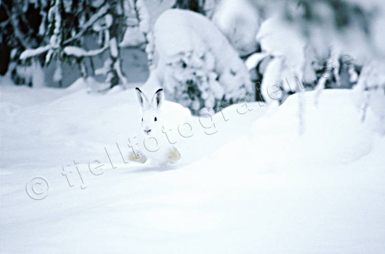 animals, gnawer, hare, hare, hare, hopping, lolloping, mammals, mountain hare, runs, snow, white, winter