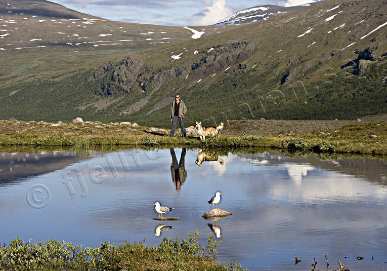 back-packer, birds, dog, husky, Kebnekaise, Lapland, mountain mere, nature, seagull, sled dog