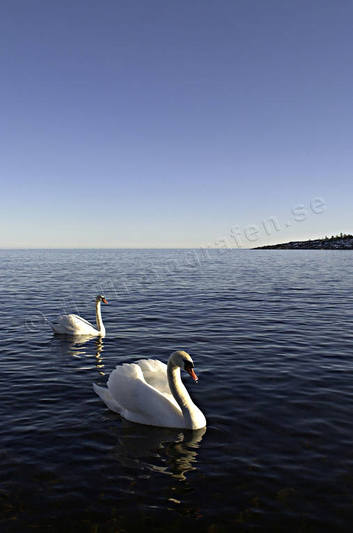 animals, birds, Fallvik, hga kusten, mute swan, swan, swans, winter