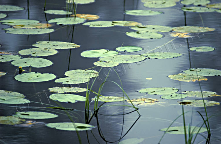 biotope, biotopes, green, lake, lakes, leave, nature, summer, vatten, water, water surface, water-lilies