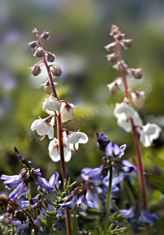 alpine flowers, biotope, biotopes, fjllvedel, flower, mountain, nature, norsk pyrola, plants, herbs, pyrola