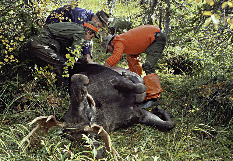hunting, hunting moose, moose, moose hunting, pass, slaughter