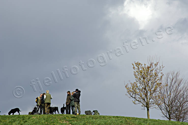 congregation, dogs, domestic dog club, domestic dogs, foresail, hobby, interest, interest in dogs, labrador, outdoor life, people, playtime, sky, summer, wild-life, ventyr