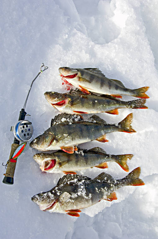 angling, fish, fish, fishing, ice fishing, ice fishing, ice fishing rod, perch, perch fishing, perches, winter fishing