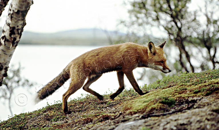 animals, creep, fox, fox, hill, mammals, mountain lake, red fox
