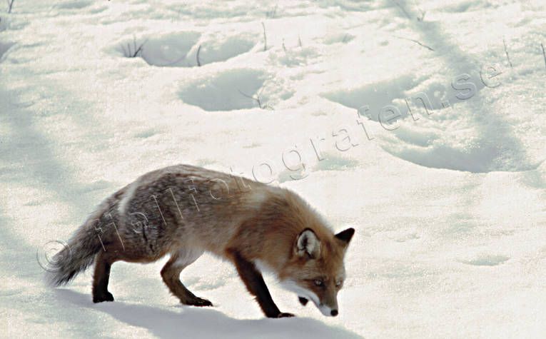 animals, creep, fox, fox, mammals, red fox, snow, winter