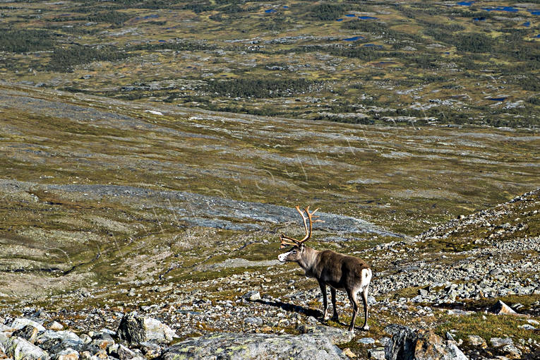 animals, deer animals, Jamtland, landscapes, mammals, mountain, mountains, reindeer, reindeer bull, reindeer ox, rendjur, Storsnasen