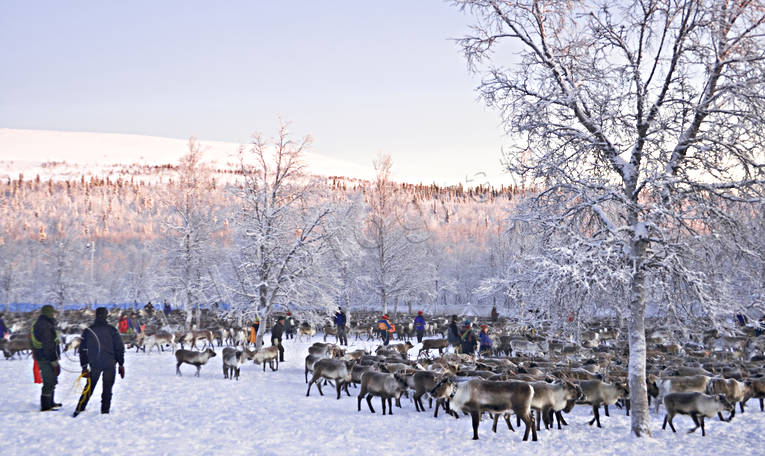 culture, Lapland, mid-winter, reindeer, sami culture