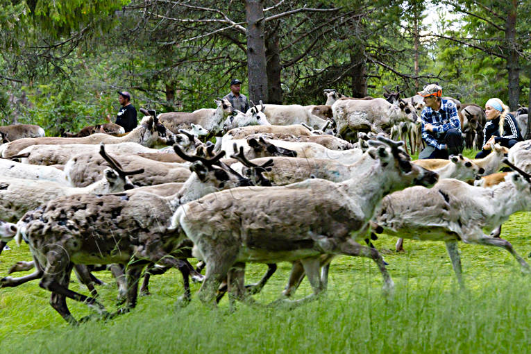 calf tagging, culture, reindeer, reindeer husbandry, reindeer separation, rengrda, saami people, sami culture, summer, work